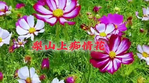 痴情花