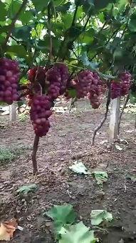 葡萄园里的那个男人